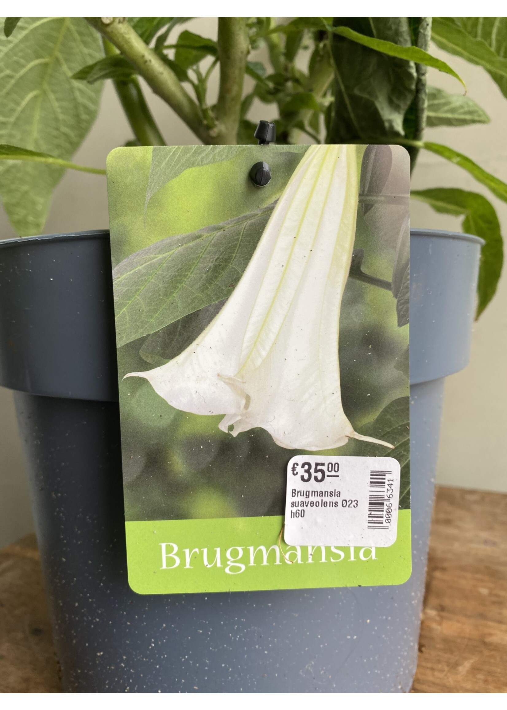 Brugmansia suaveolens Ø23 h60