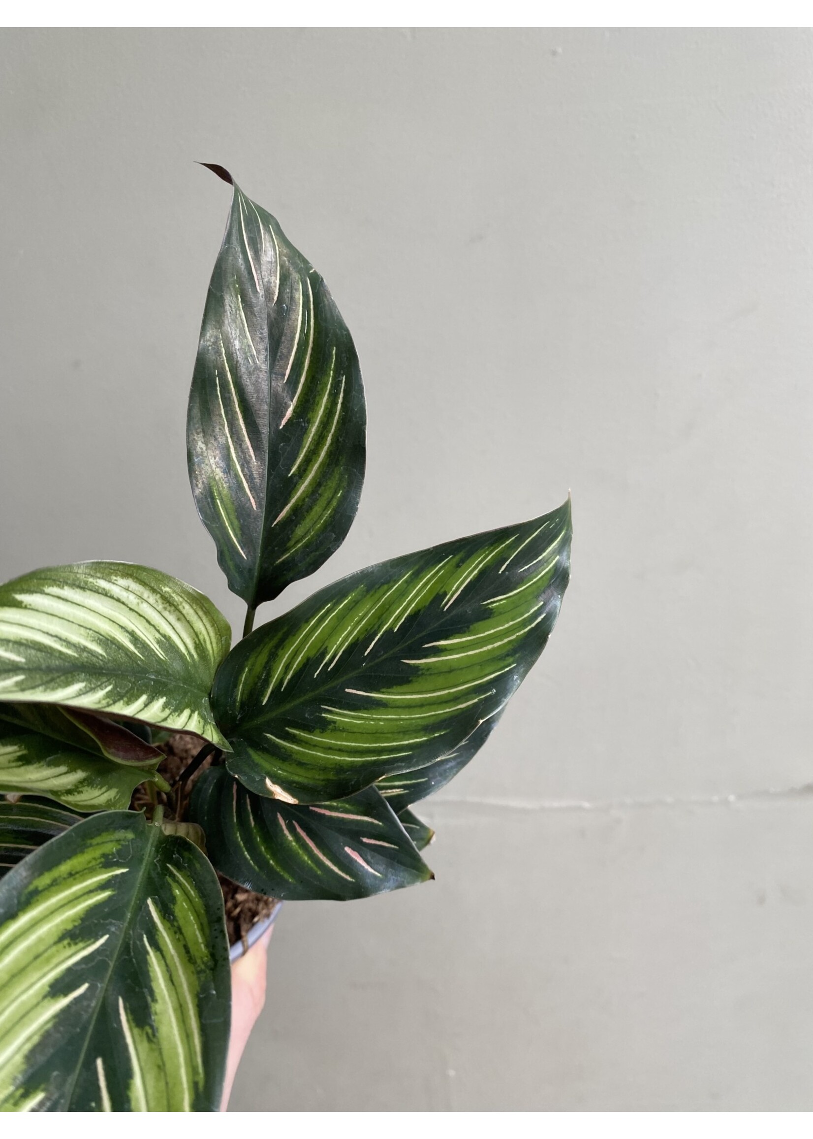 Calathea majestica 'Princeps' Ø9 h20