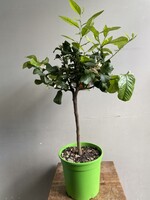 Citrus aurantifolia 'Lime Verde' ∅22 h75