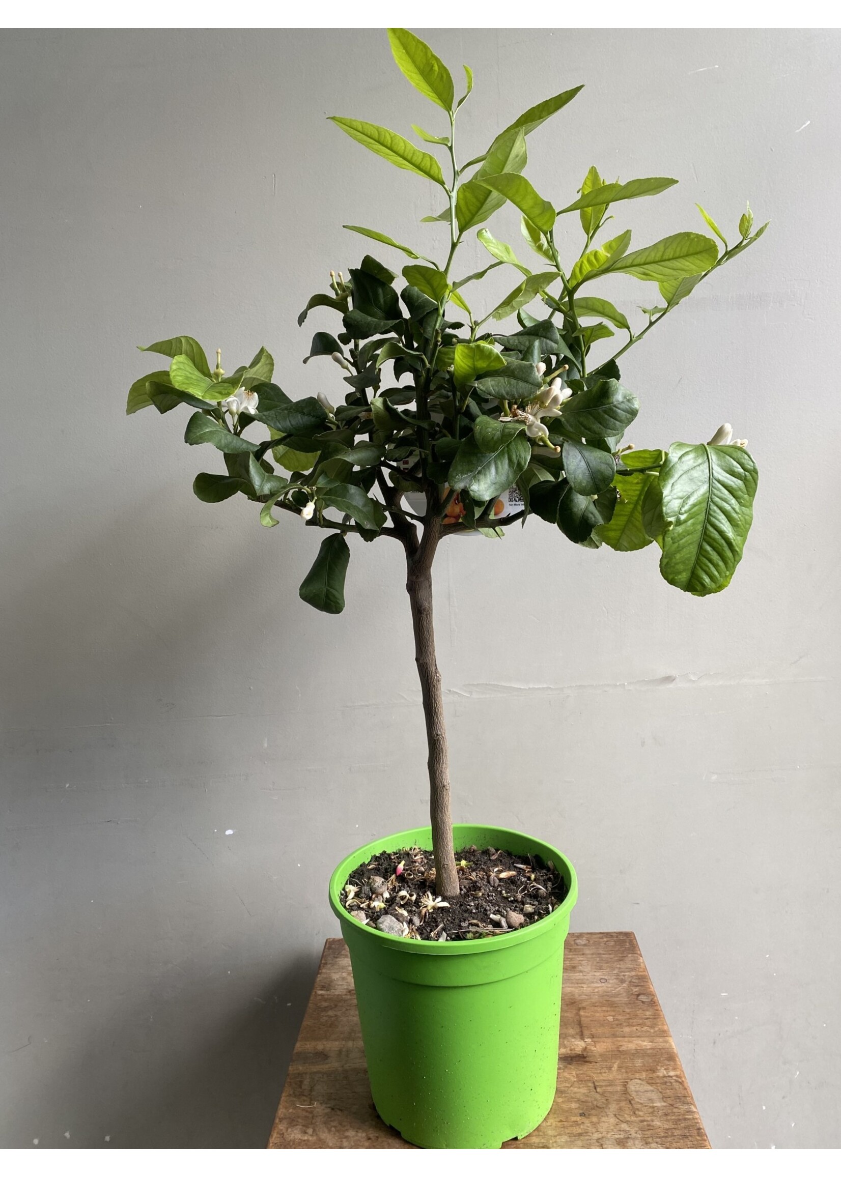 Citrus aurantifolia 'Lime Verde' ∅22 h75