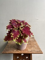 Coleus 'Crown Jewel' ∅12 h30