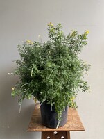 Cytisus x racemosus Ø24 h55