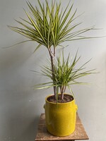 Dracaena marginata 'Sunray' Ø21 h75