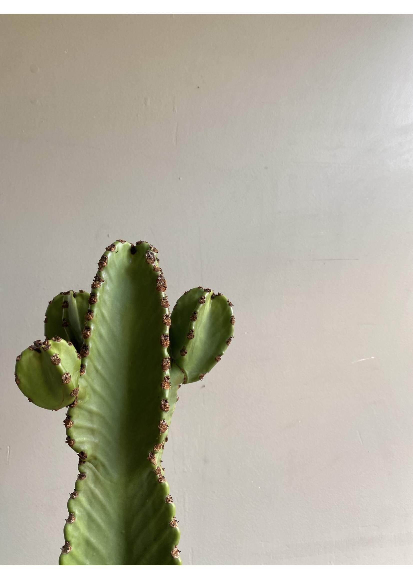 Euphorbia ingens ∅35 h110