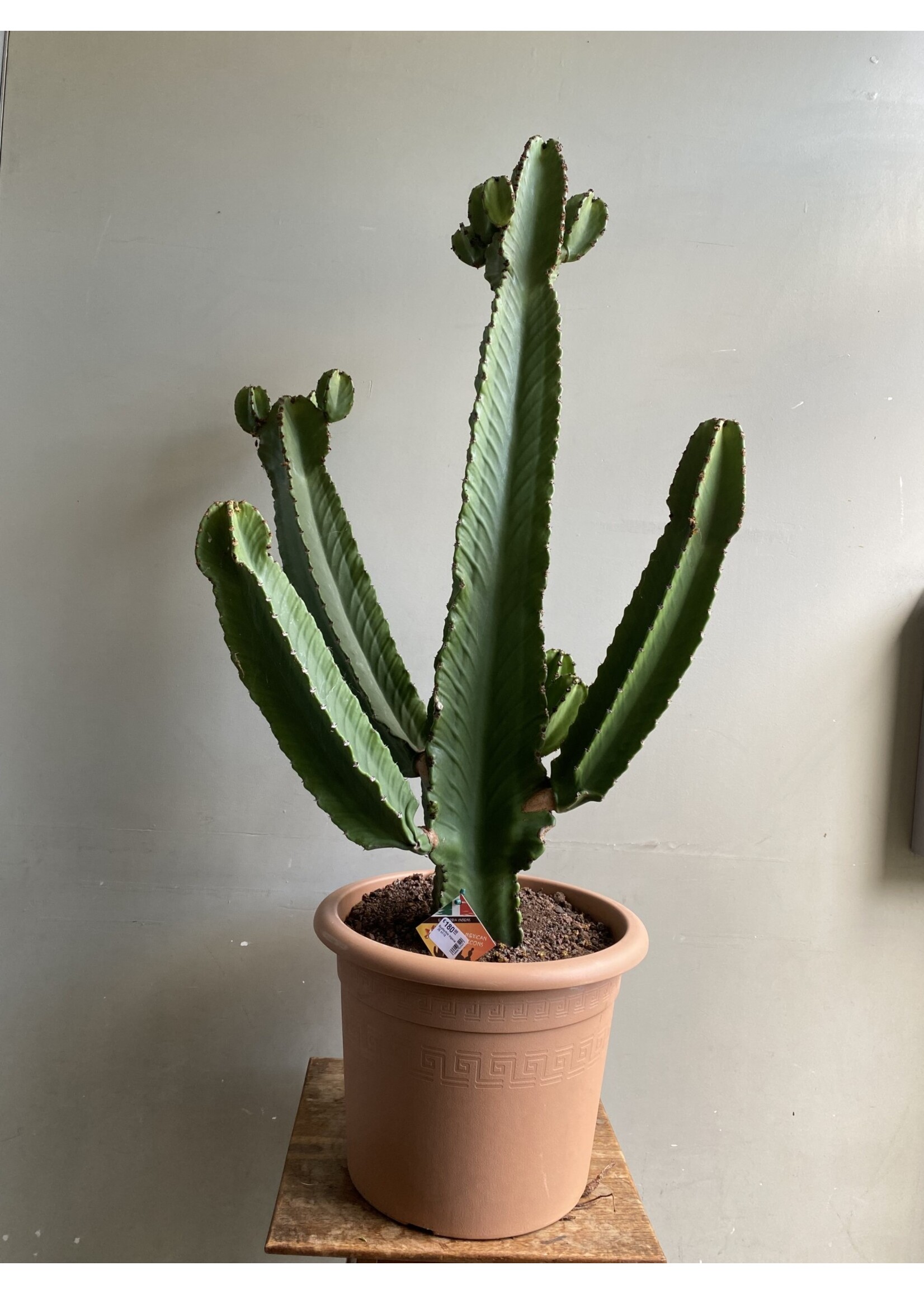 Euphorbia ingens ∅35 h110