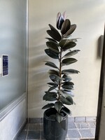 Ficus elastica 'Abidjan' Ø27 h150