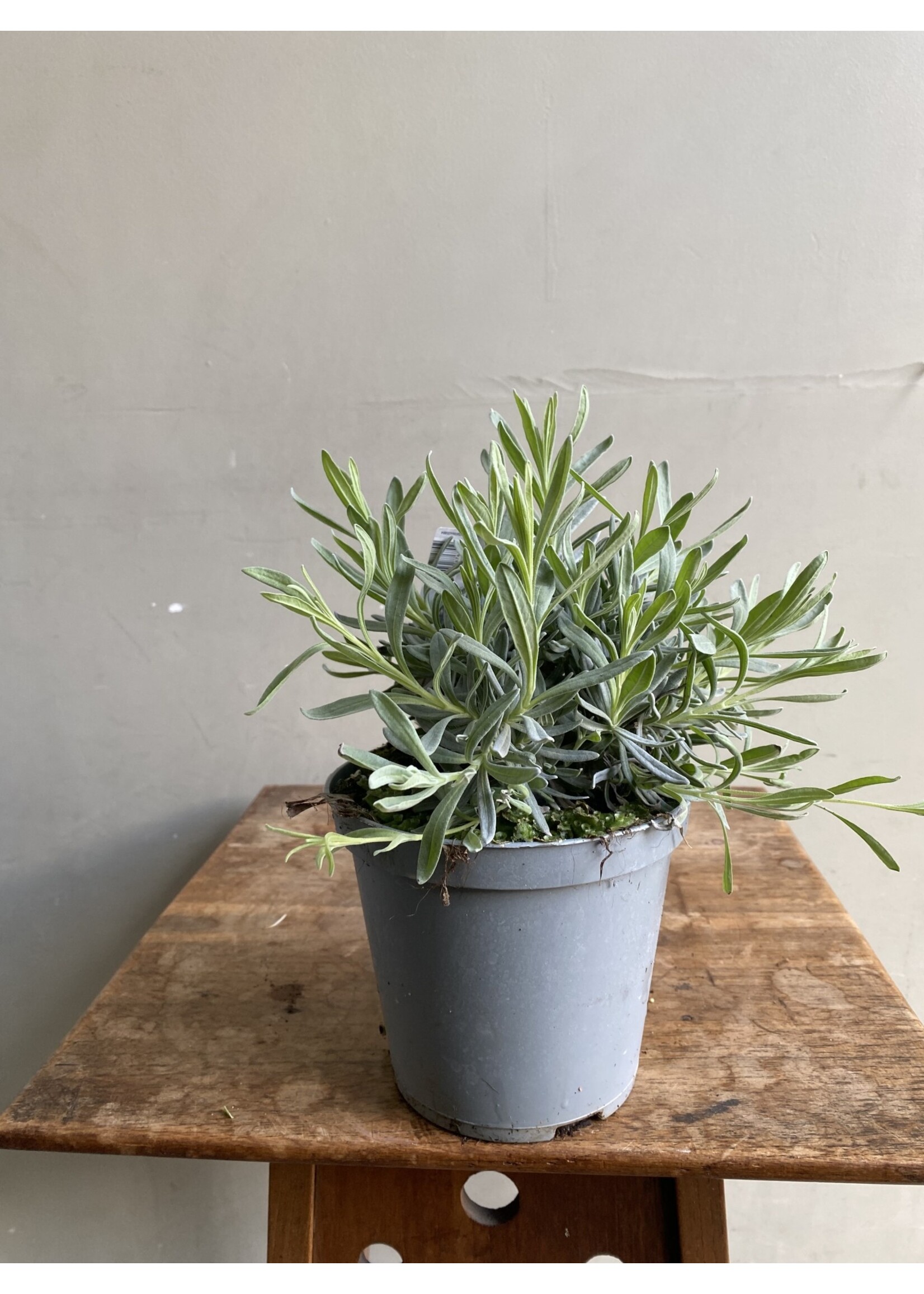 Lavandula angustifolia Ø14 h20