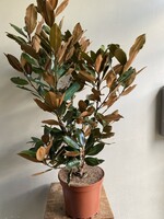 Magnolia grandiflora 'Little Gem' ∅25 h100