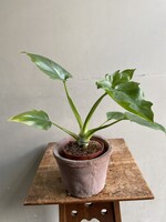 Philodendron warscewiczii Ø12 h25