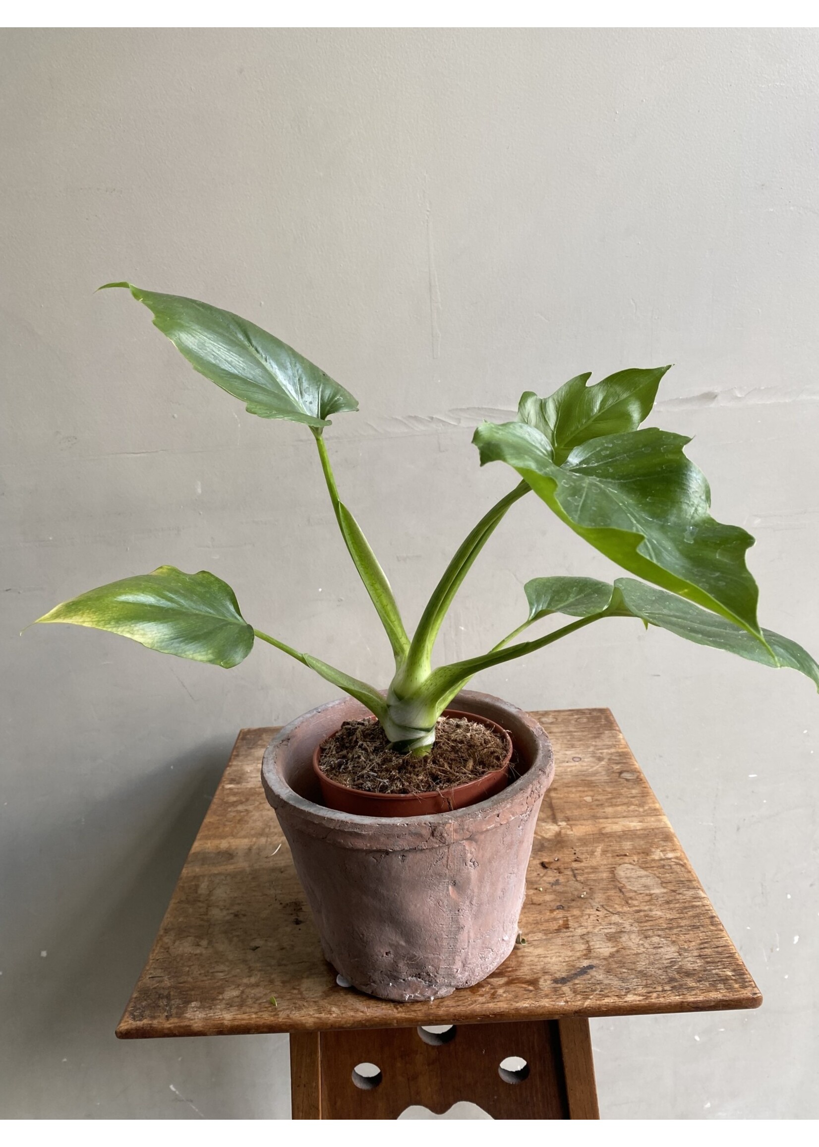 Philodendron warscewiczii Ø12 h25