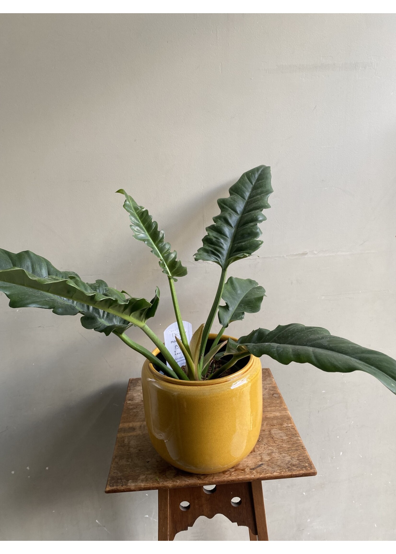 Philodendron 'Narrow' Ø17 h50