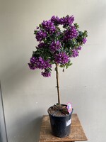 Polygala myrtifolia ∅21 h90