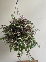 Tradescantia fluminensis 'Quadricolor' ∅17