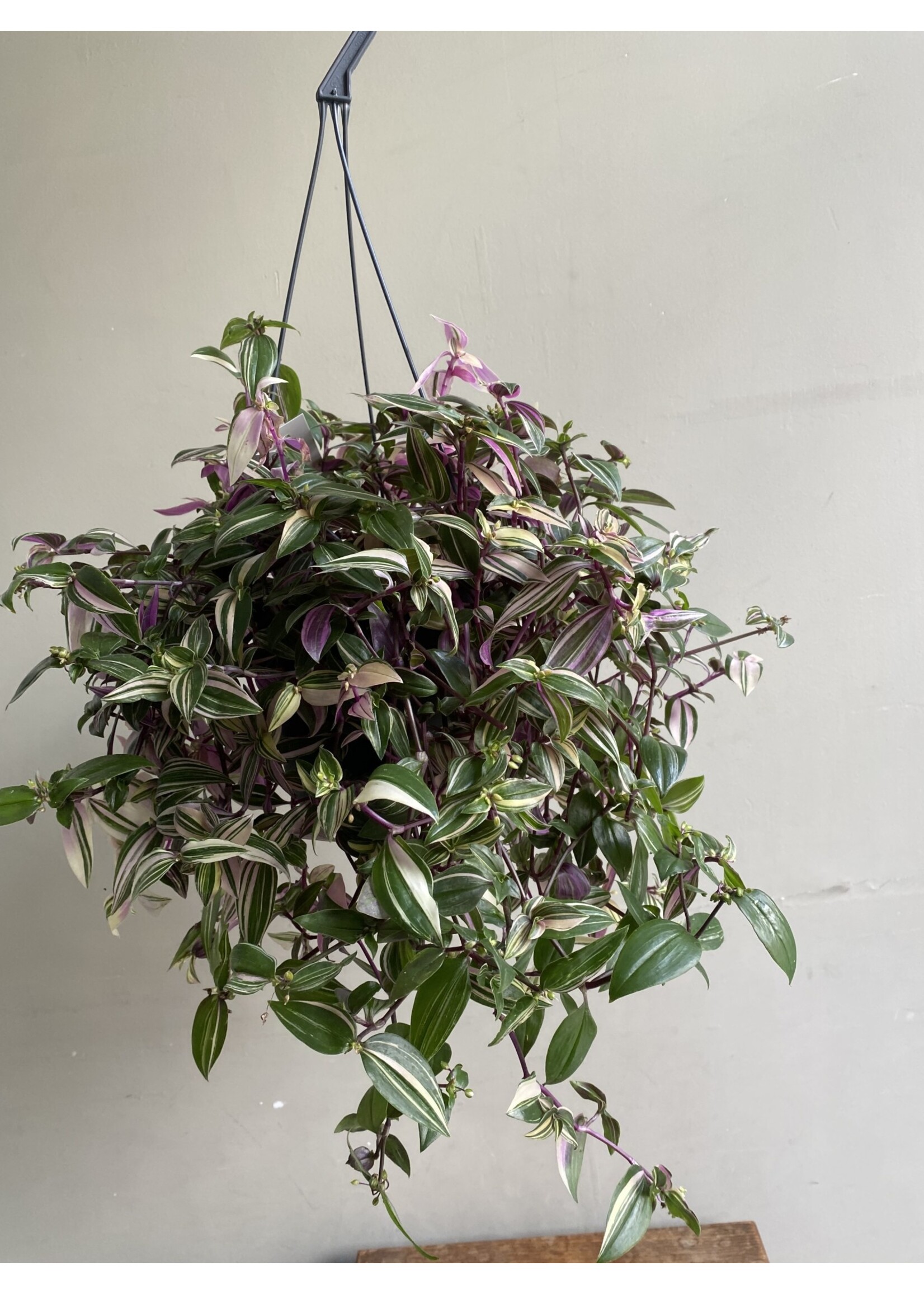 Tradescantia fluminensis 'Quadricolor' ∅17