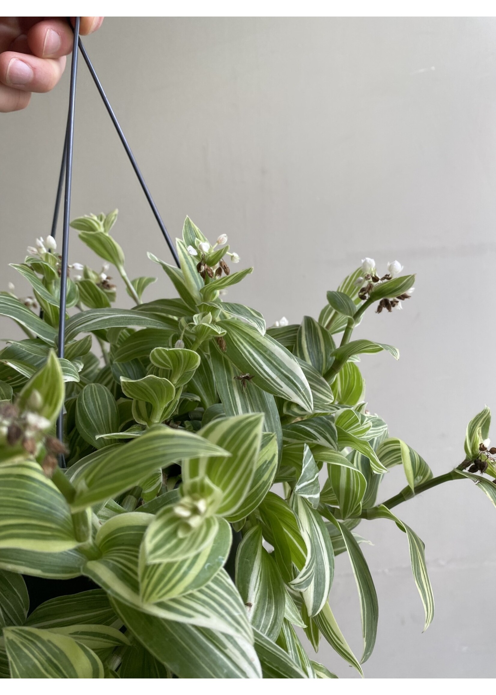 Tradescantia fluminensis 'Ivory Hill' ∅17