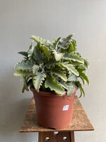 Kalanchoe beharensis Ø25 h45