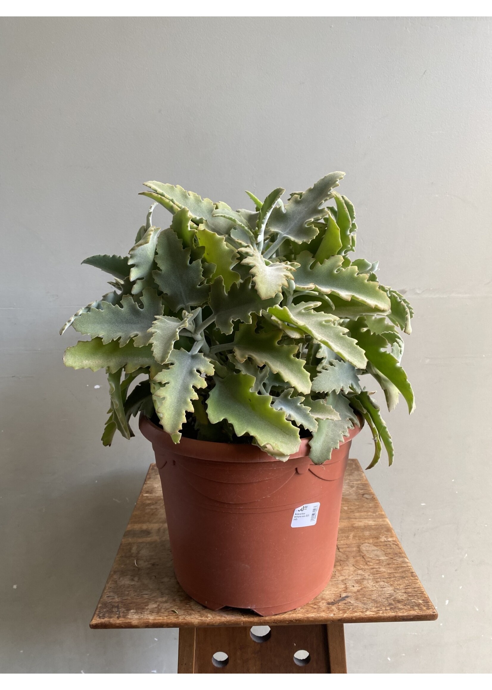 Kalanchoe beharensis Ø25 h45