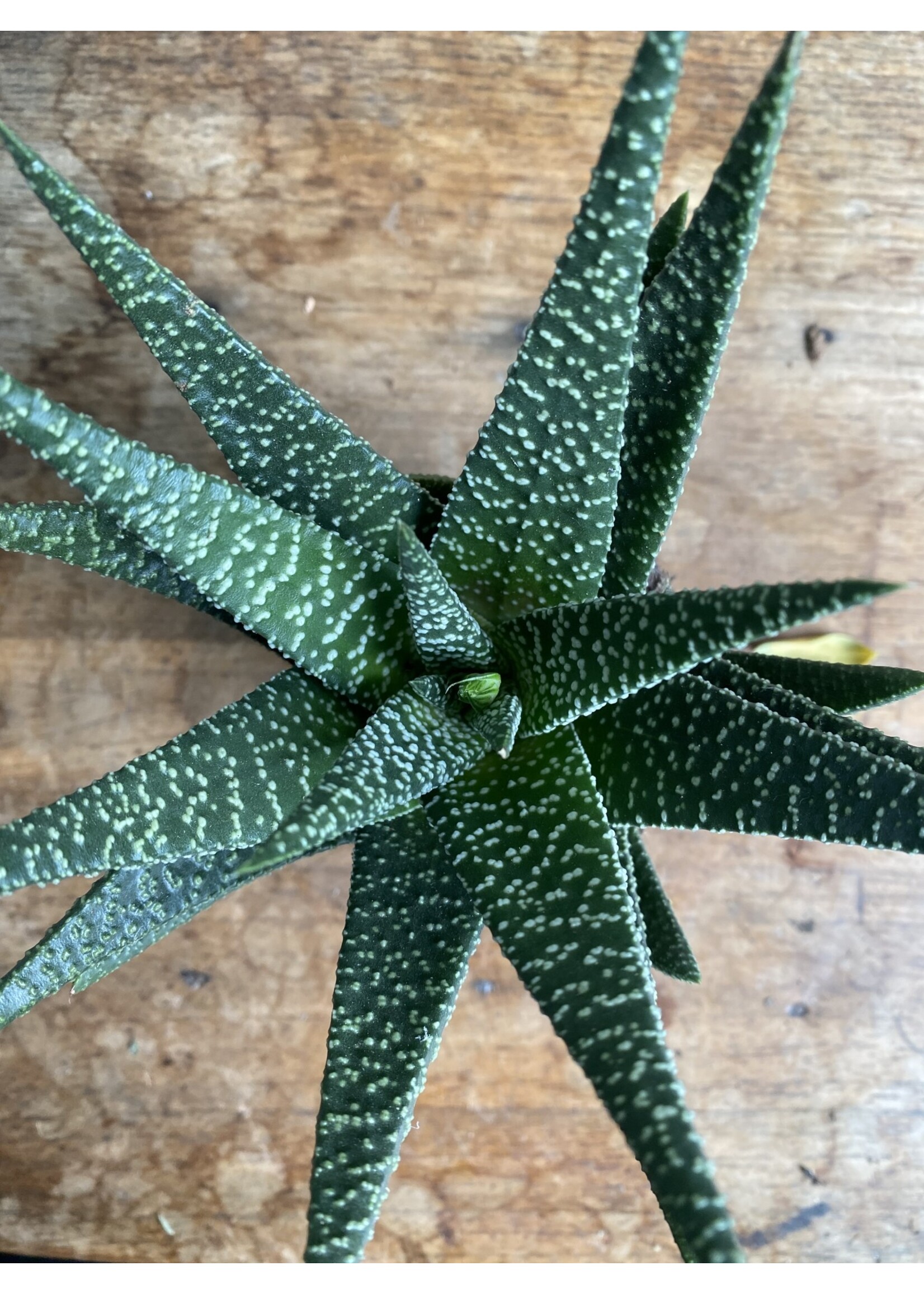 Haworthia fasciata 'Concolor' ∅8 h12