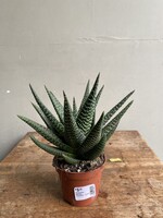 Haworthia fasciata 'Concolor' ∅8 h12