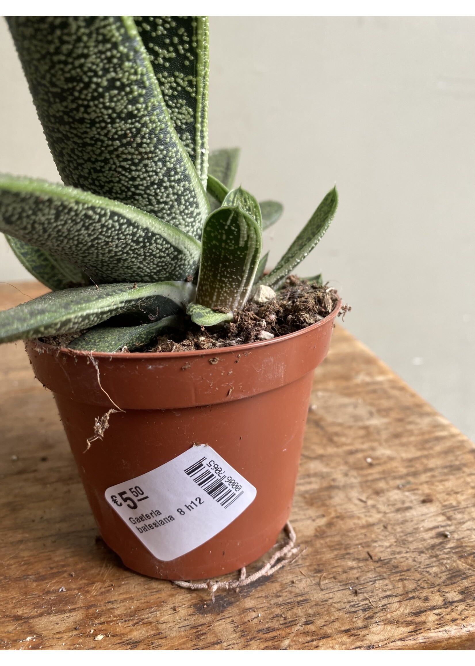 Gasteria batesiana ∅8 h12