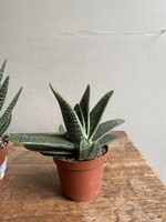 Gasteria batesiana ∅8 h12