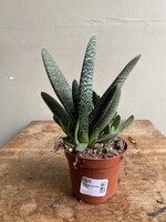 Gasteria carinata ∅8 h12