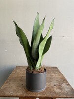 Sansevieria trifasciata 'Moonshine' Ø9 h25