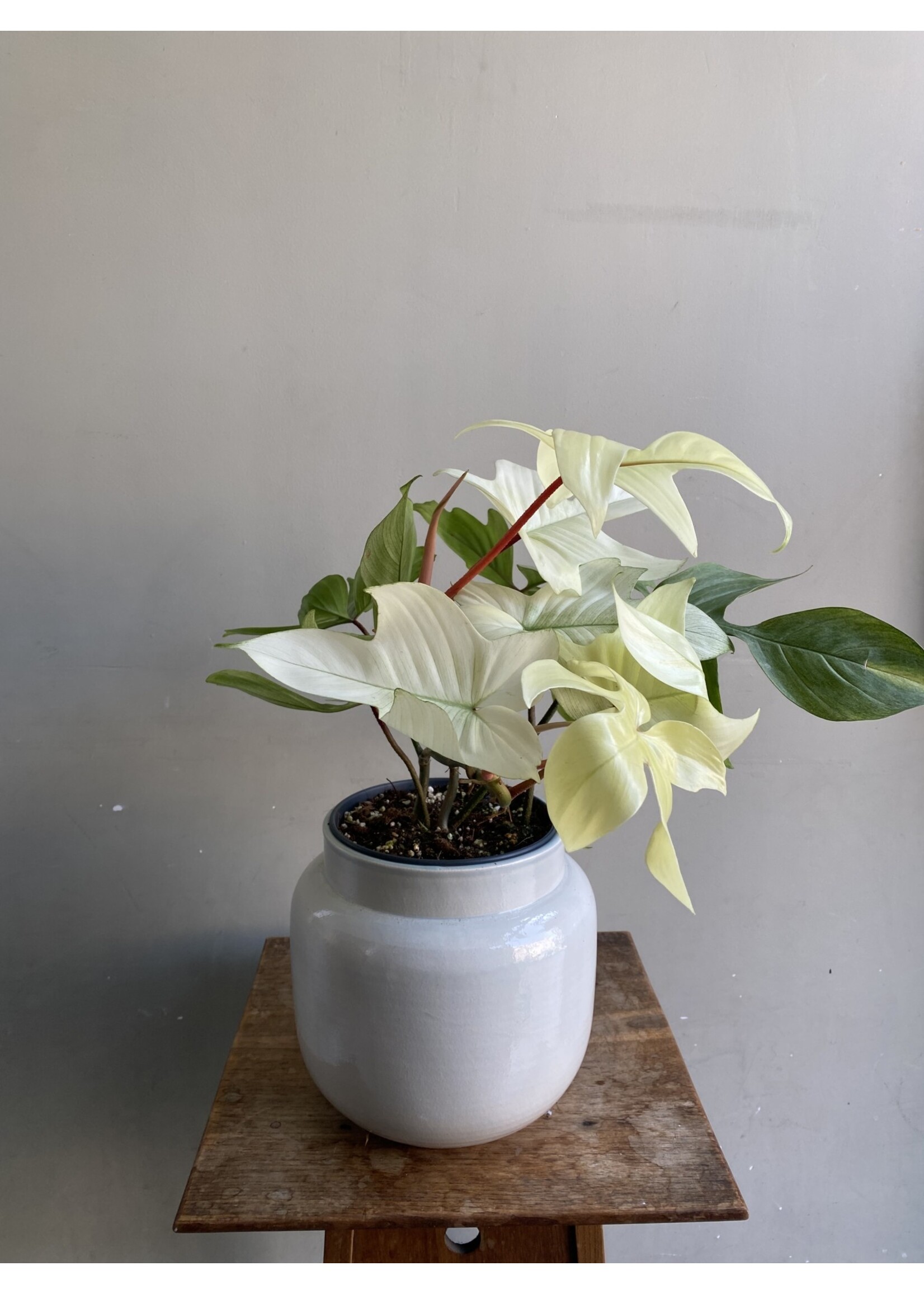 Philodendron 'Florida Ghost' Ø17 h35