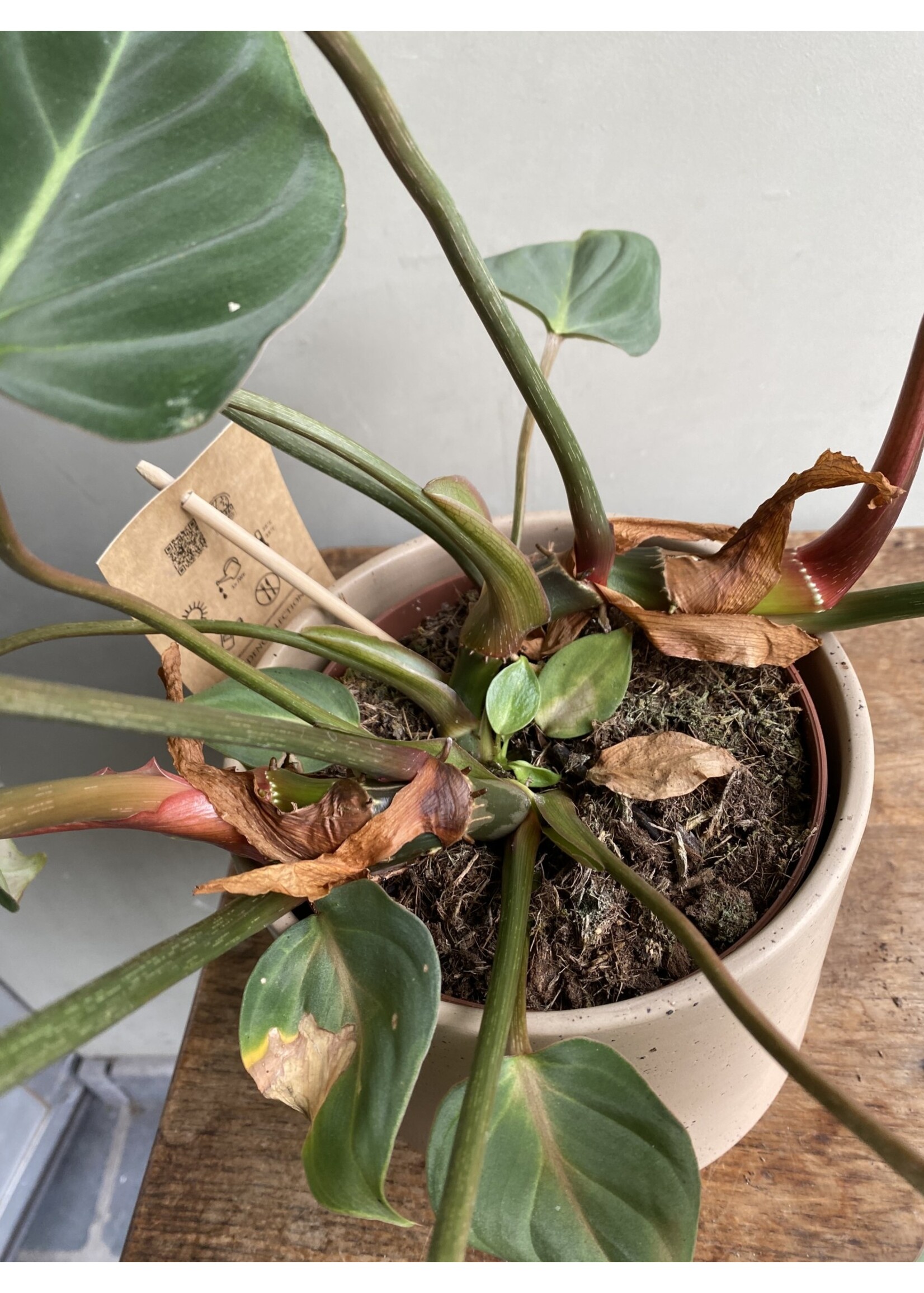 Philodendron gloriosum Ø15 h60