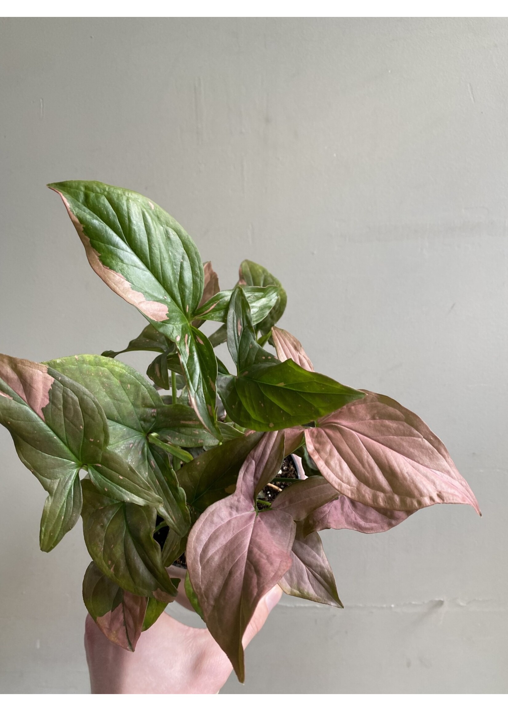 Syngonium podophyllum 'Red Spot Tricolor' Ø12 h35