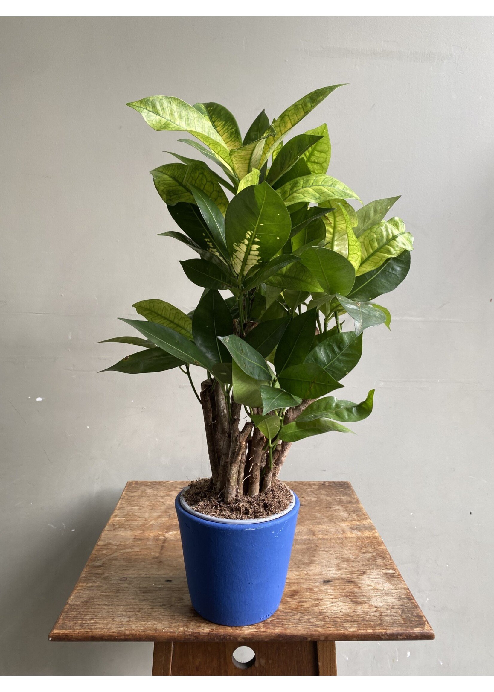 Croton variegatum 'Brasilia' Ø12 h45