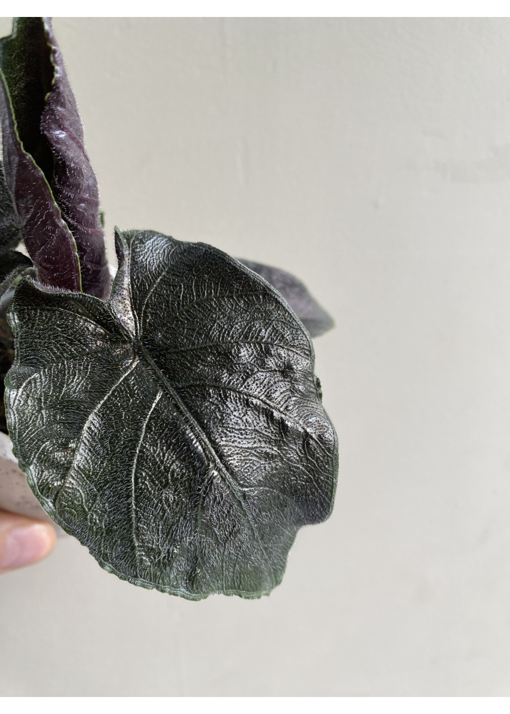 Alocasia chienlii 'Antoro Velvet' Ø6 h10