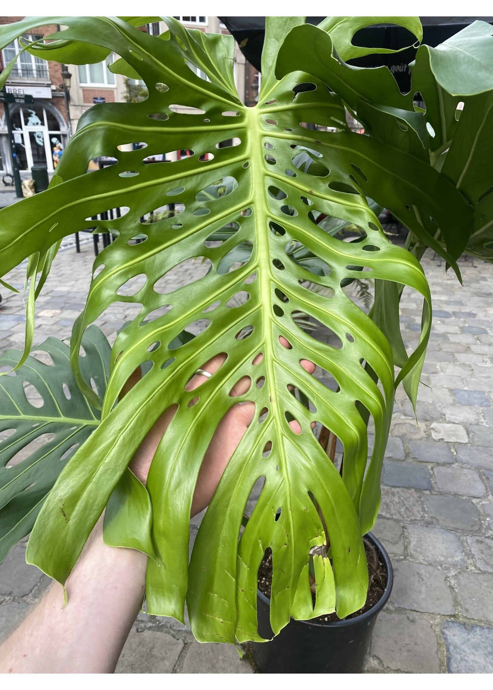 Monstera deliciosa Ø32 h140