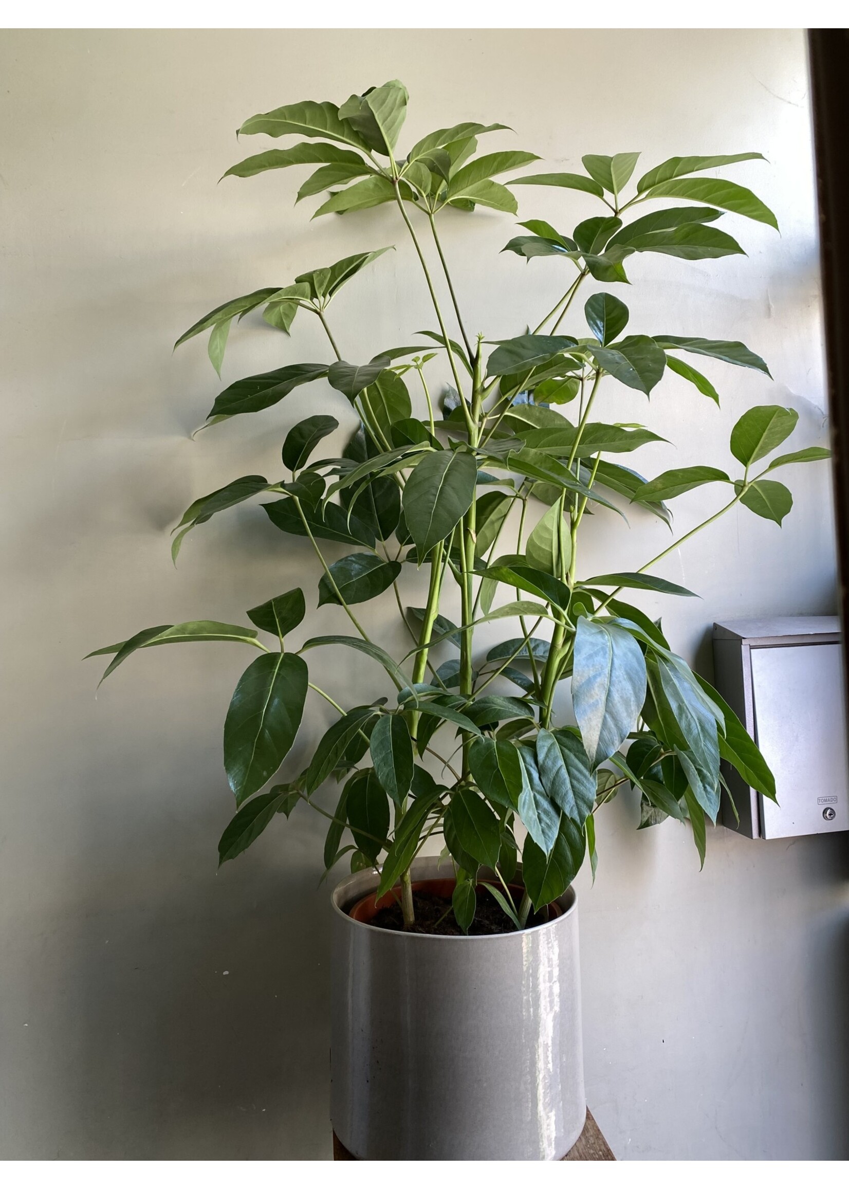 Schefflera amate ∅31 h130