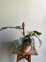 Philodendron atabapoense 'Silver' Ø15 h30