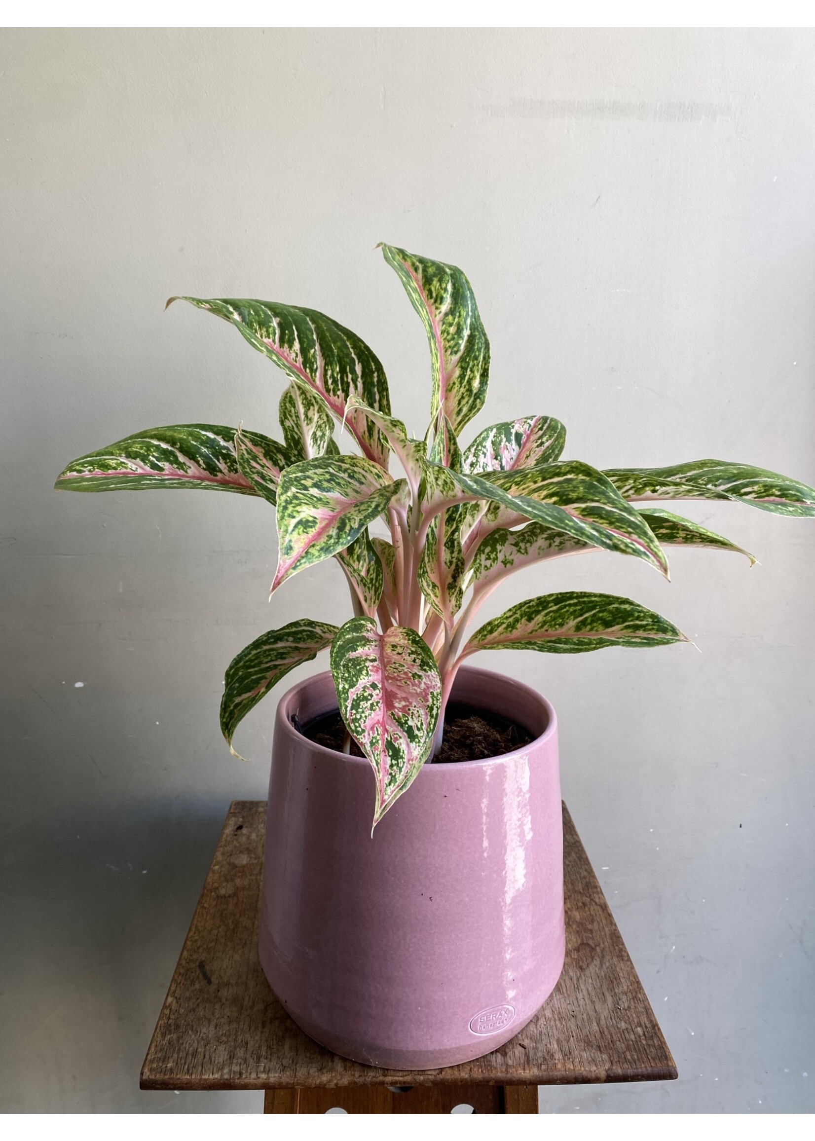 Aglaonema 'Cocomelon' Ø19 h60