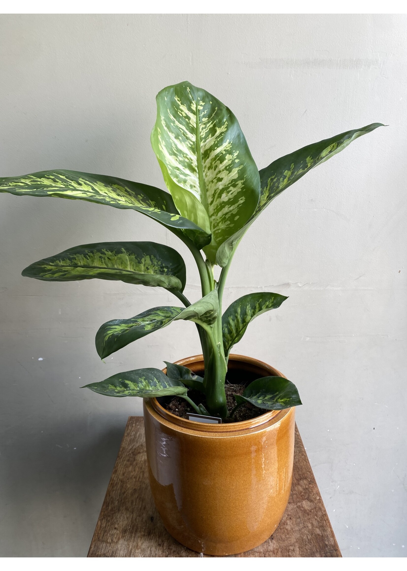 Dieffenbachia seguine 'Reeva' Ø17 h75