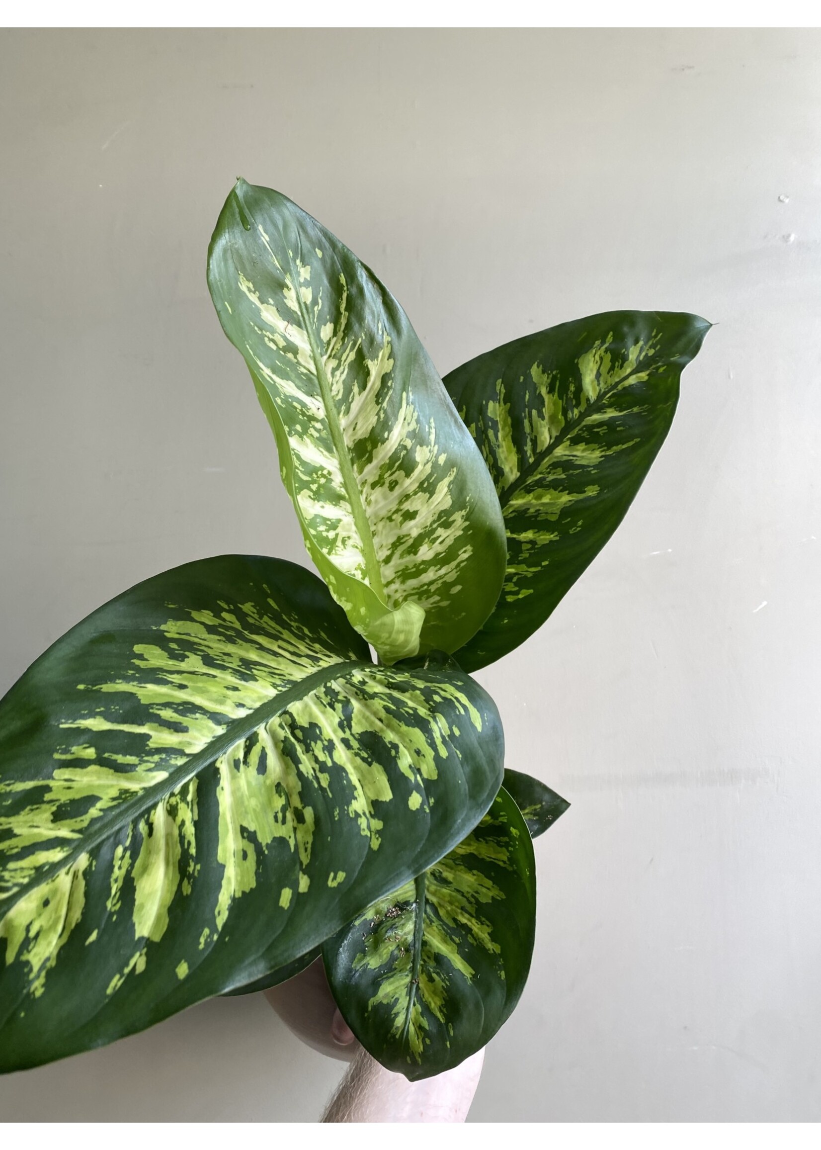 Dieffenbachia seguine 'Reeva' Ø17 h75