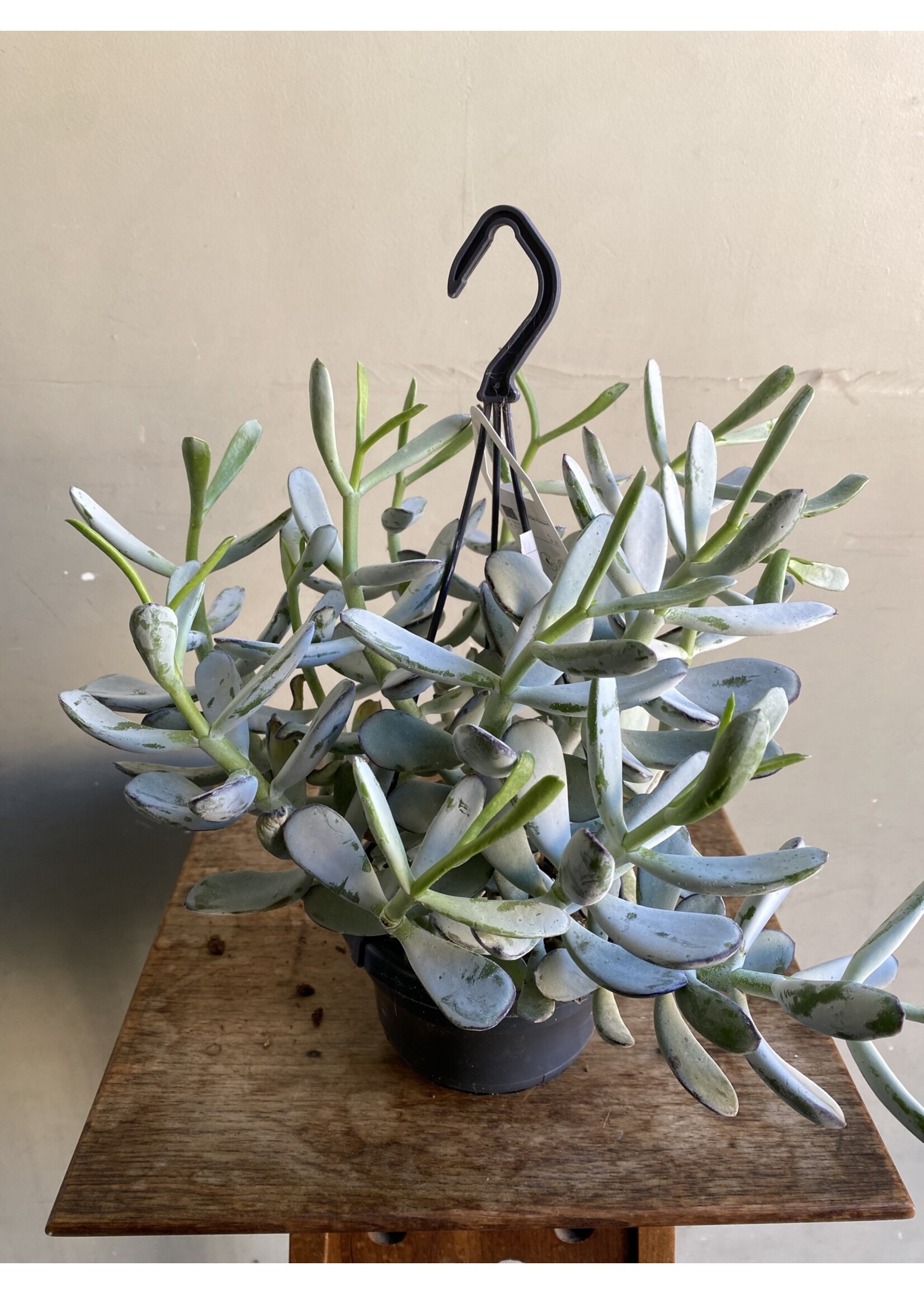 Cotyledon orbiculata 'Coral' Ø14 h25