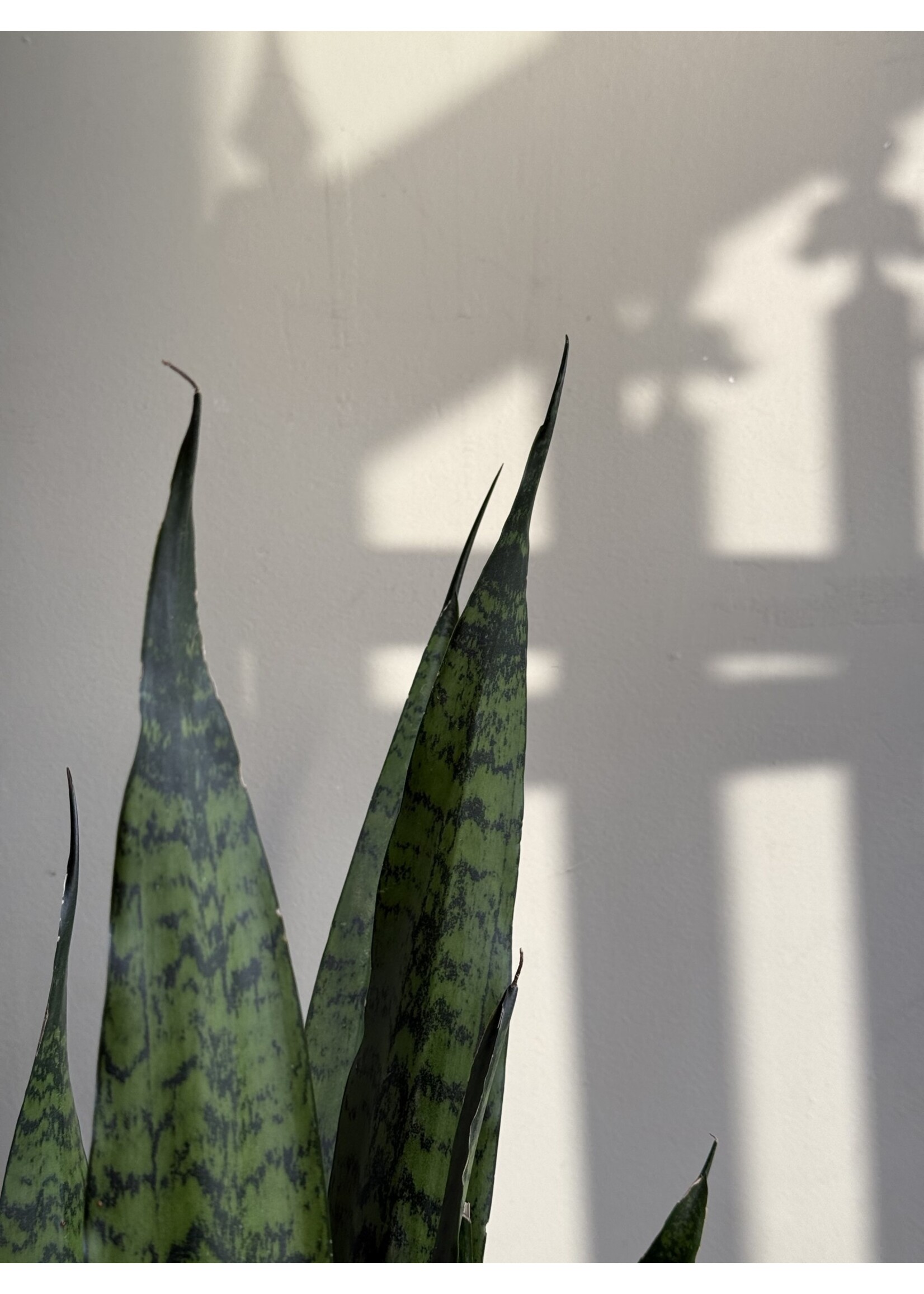 Sansevieria zeylanica Ø21 h80