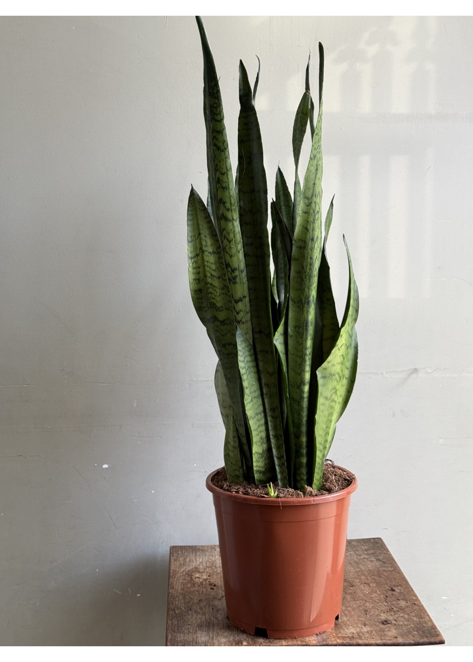 Sansevieria zeylanica Ø21 h80
