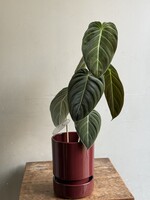 Hoff pot + saucer Ø13 - Deep Burgundy