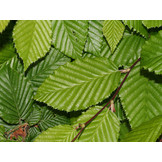 Lei- haagbeuk - Carpinus Betulus