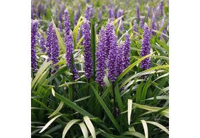 Liriope muscari 'Ingwersen', leliegras