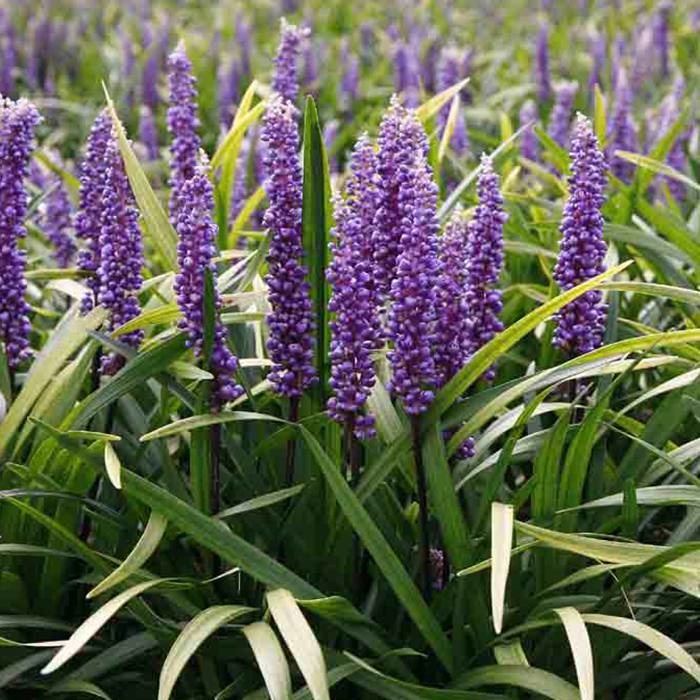 Liriope muscari 'Ingwersen', leliegras