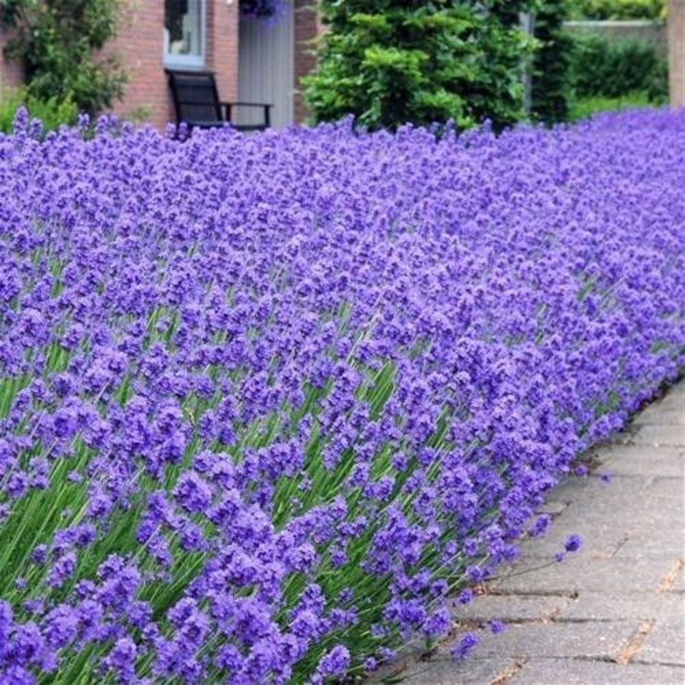 Lavandula ang. 'Hidcote' Flowbo B.V,