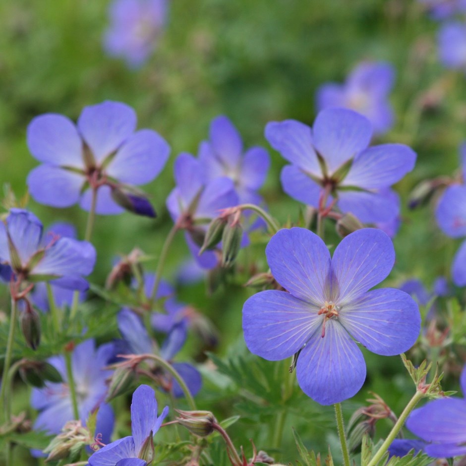 Geranium 'Johnson's Blue'