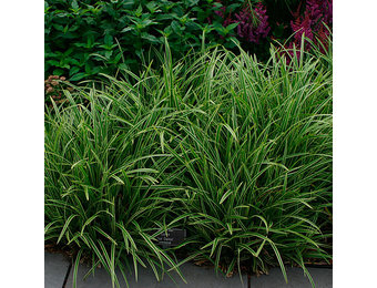 Carex morrowii ‘Ice Dance’