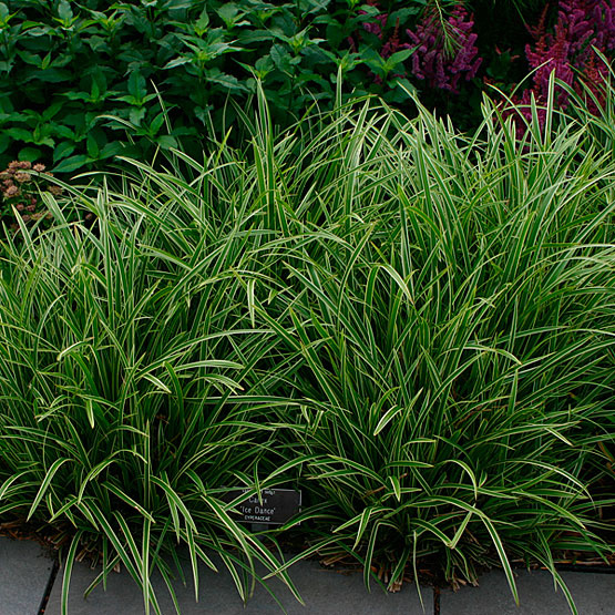 Carex morrowii ‘Ice Dance’