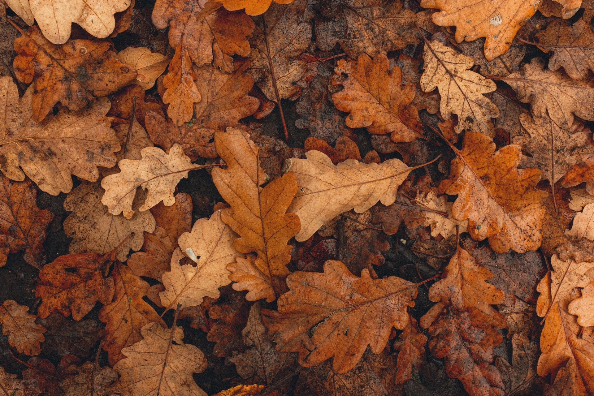 Gezelligheid in je tuin creëren? Zo pak je dat aan!